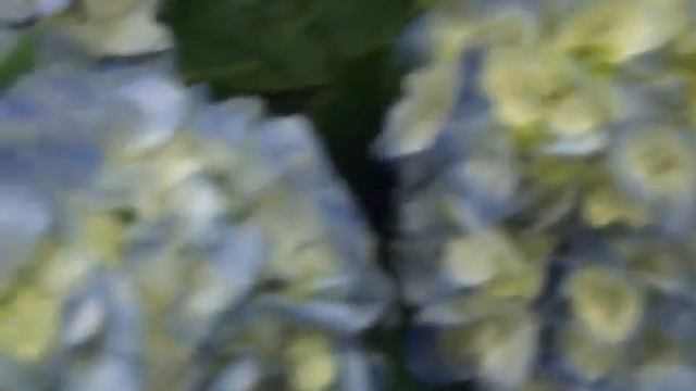 Sky Blue Fresh Wedding Hydrangea Flowers смотреть онлайн