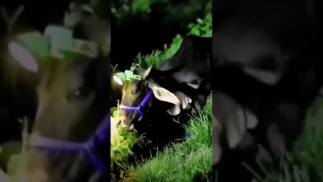 Фонарь на лбу у коровы!!! Как вам такая придумка, чтобы пасти коров ночью, когда не так жарко! смотреть онлайн