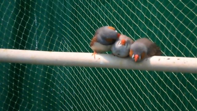 Попугаи - Любовь смотреть онлайн