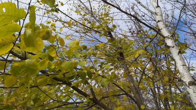 РОЖДЕСТВЕНСКИЙ ПОСТ.Что можно и нельзя делать