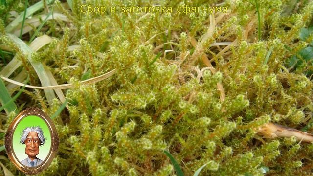Лечение мхом уникальное целебное растение у Вас под ногами смотреть онлайн