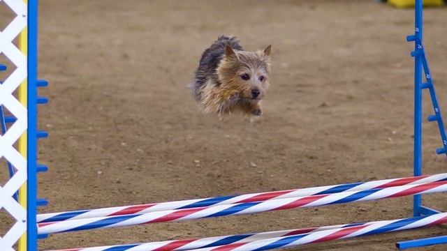 Norfolk Terrier Vs Norwich Terrier - Differences