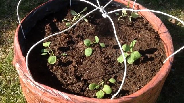 Посадка КАПУСТЫ в МЕШКИ-АКВАРИУМЫ."ГАЛОПОМ по ОГОРОДУ 2018" ГАЛОП четвёртый. 6 мая. Planting CABBAG смотреть онлайн