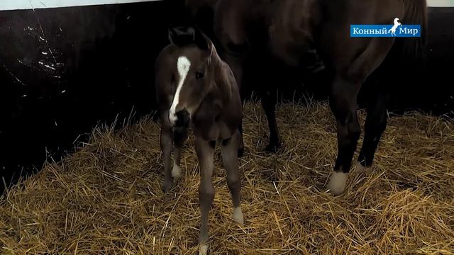 Конные заводы СХП Новомарьевское смотреть онлайн