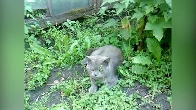 21.07.12 г. Чужой большой серый кот в огороде смотреть онлайн
