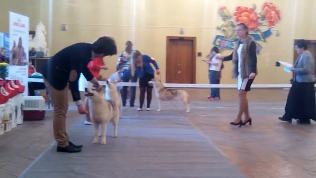 Казань 2.04.16 юниоры2 смотреть онлайн