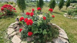 Роза Робуста в Ленинградской области