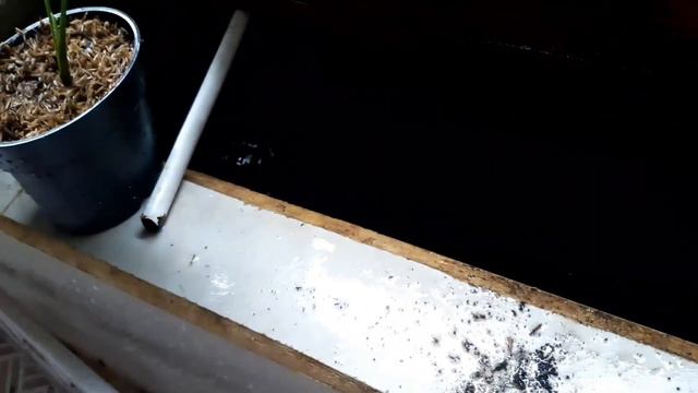 LAHAN SEMPIT UNTUK AGLAONEMA DAN TERNAK LELE смотреть онлайн