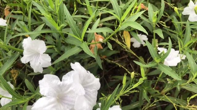 White ruellia tuberrosa flowers in the garden or waterkanon flower. смотреть онлайн