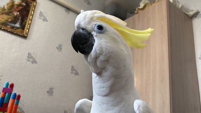 Говорящий попугай Какаду смотреть онлайн