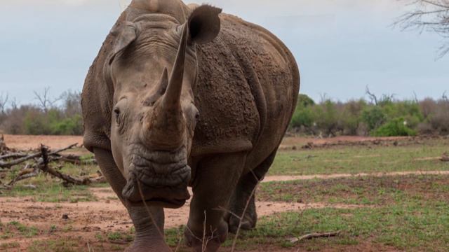 Изучаем животных. Носорог. Обучающий мультик. смотреть онлайн
