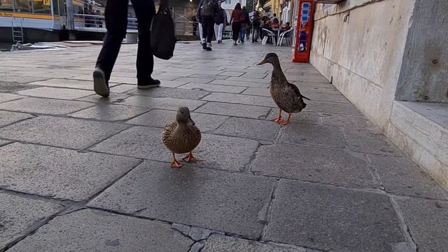 Anatre a Piazzale Roma - Venezia смотреть онлайн