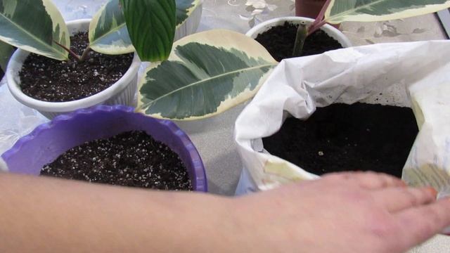 ГРУНТ ДЛЯ ФИАЛОК НЕ ПОДХОДИТ !! ДЛЯ ДРУГИХ РАСТЕНИЙ. смотреть онлайн