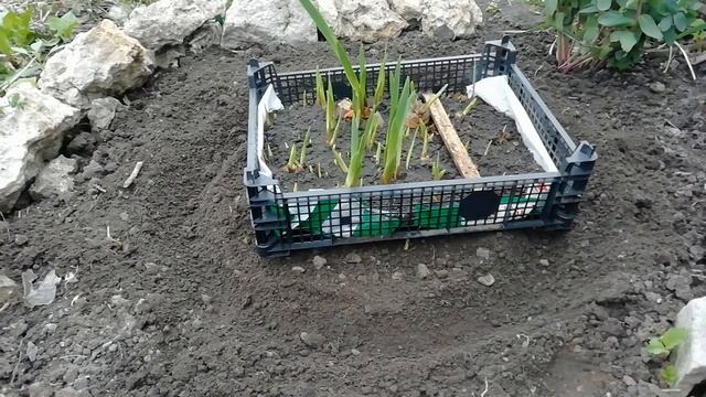 СЕКРЕТ И ХИТРОСТИ ПОСАДКИ ГЛАДИОЛУСОВ. Как посадить гладиолусы, чтобы были мощные соцветия! смотреть онлайн