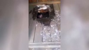 Мужик провалился в деревенский туалет