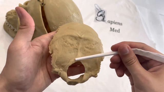 Потилична кістка. Анатомія. 4К смотреть онлайн