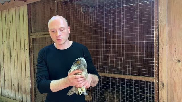 Видеолекции о птицах: слёток ушастой совы смотреть онлайн