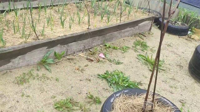 ВСЯ РАССАДА ЗАМЁРЗЛА