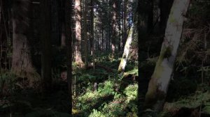 Они повсюду!