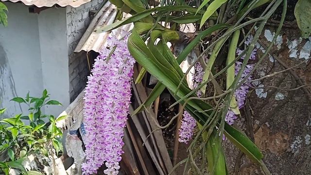 fox tail orchid/ Rhynchostylis retusa 360 view. смотреть онлайн