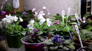 КАК ПРАВИЛЬНО ОСВЕЩАТЬ ФИАЛКИ? Доступно и Понятно даже для новичков