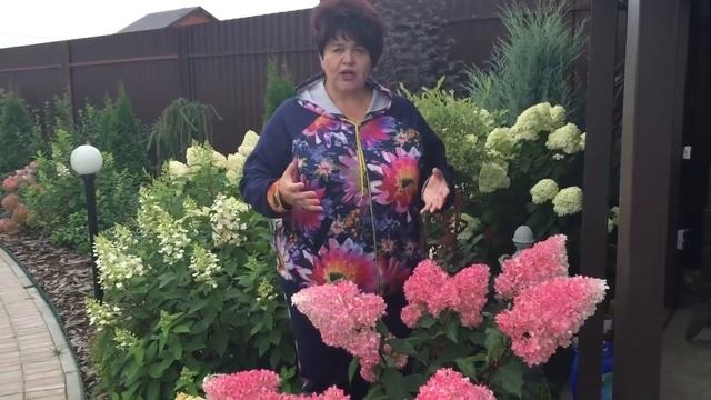 Гортензия метельчатая. смотреть онлайн