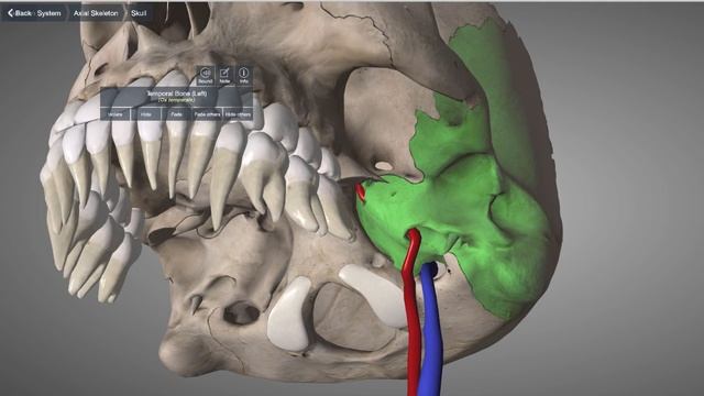 L'os occipital смотреть онлайн