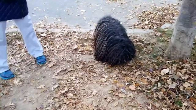 Hungarian Puli. Пули — одна из самых распространённых пастушьих собак Венгрии. смотреть онлайн