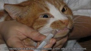 Кот отравился: что делать в домашних условиях