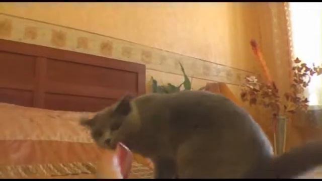 interesting effect of cat combs смотреть онлайн