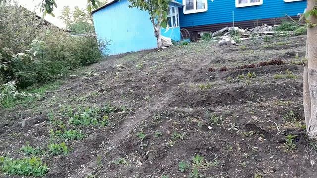 Петух глядя наночь раскукарекался))14.avi