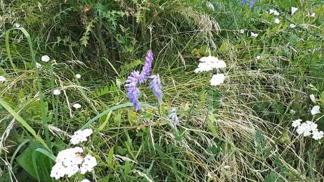 медоносные растения лугов Рязанской области. Медосбор 2020 смотреть онлайн