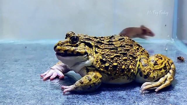 Asian Bullfrog Eating Smart Mouse! Mr Frog Live Feeding смотреть онлайн