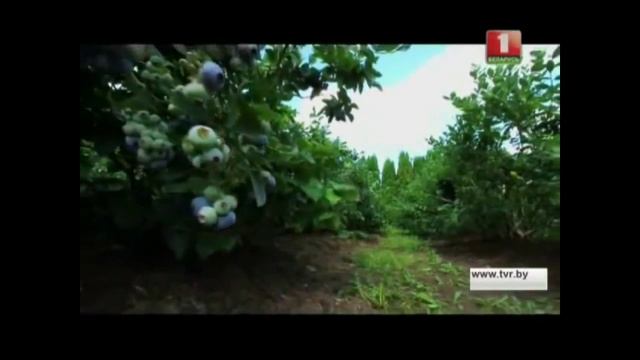 Сорта голубики смотреть онлайн