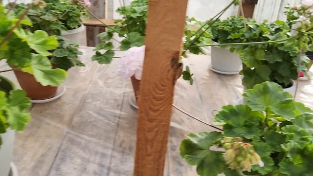 #547.Обзор объёмов горшков, в которых я выращиваю свою коллекцию пеларгоний! смотреть онлайн