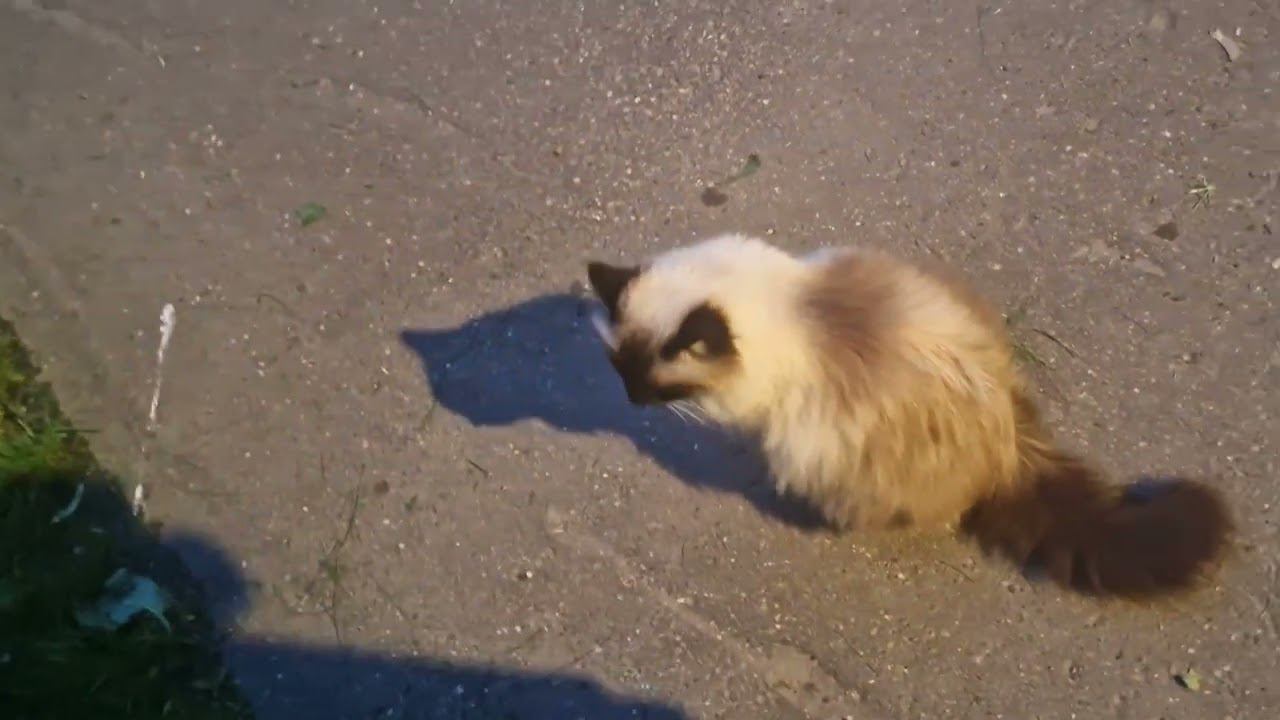 Кошка Моника| Моничка звереет полная версия. Ночная прогулка.| Невская Маскарадная| Monica Cat