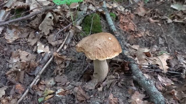 Лисички и белый гриб. Грибалка 2021. смотреть онлайн