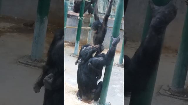 Monkey love at the zoo!!! смотреть онлайн