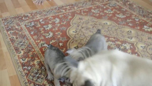 Собака белка смотреть онлайн