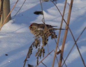 Чечётка - птица, похожая на маленького воробья