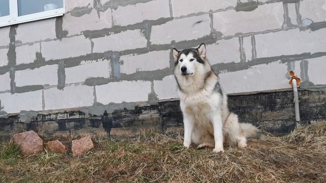 Think You Can Handle a Husky? Watch This First! смотреть онлайн