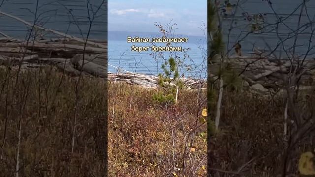 Как Байкал заваливает берег брёвнами.