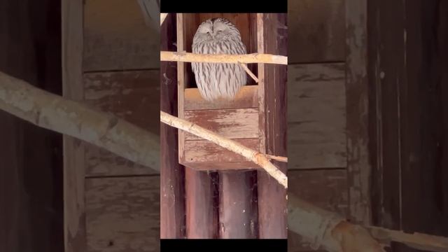 Московский зоопарк????? #pavliksdogs#kennel#московскийзоопарк#москва смотреть онлайн