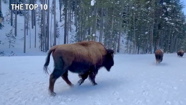 TOP 7 UNLUCKY ANTELOPE VS BRUTAL HYENAS смотреть онлайн
