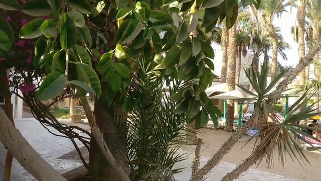 ОБЗОР ПЛЯЖА MASHRABIYA. Бюджетный пляж за 3 $. ПЛЯЖИ В ХУРГАДЕ. ОСТРОВ PARADISE. смотреть онлайн