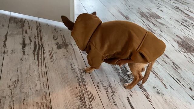 Чихуахуа Эми: умный дома на страже спокойствия #amydog