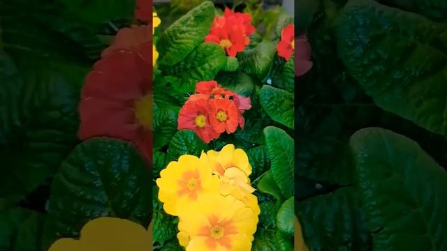 Primula acaulis ???️ смотреть онлайн