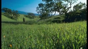 Эльза - Желтая Луна