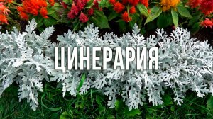 Цинерария. Декоративные цветники с цинерарией. Цветовые сочетания.