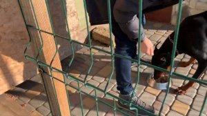 Советы владельцам собак. Как научить собаку заходить в вольер.